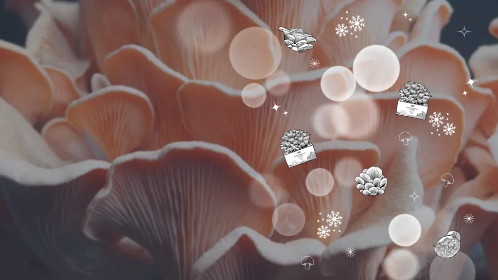 What Makes Premium Mushroom Chocolate Bars Different?